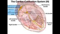 The Cardiac Conduction System Instructional Video