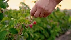 An elderly woman collects raspberries at sunset. Organic food. Stock Footage