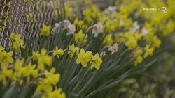 Slavery Reparations Arrive in America—158 Years Late News Clip