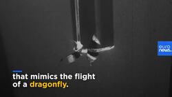 The flying skills of 300-million-year-old dragonflies are inspiring drone designs of the future News Clip