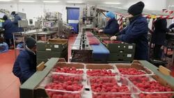 fruit packing factory busy at tries to keep up with demand News Clip