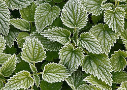 Irritant Instructional Video