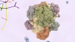 'Achilles heel' found in cancer tumour News Clip