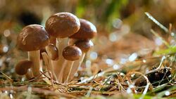Armillaria Mushrooms of honey agaric In a Sunny forest Stock Footage