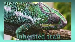 Inherited and Acquired Traits of Animals Instructional Video