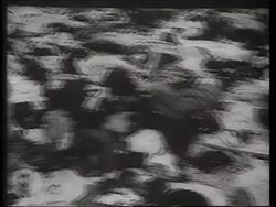 Bodies found at Auschwitz, Poland, 1945 Stock Footage
