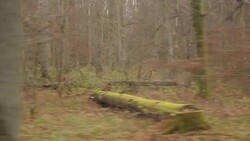 Woodland forest between Poland and Belarus News Clip