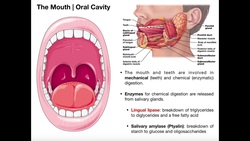 Anatomy & Physiology of the Stomach [Part 2} | Lipases in the Stomach Instructional Video