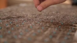 lettuce seed cultive hand farm Stock Footage