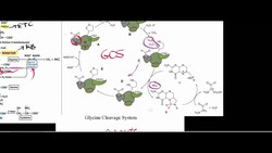 Threonine, Serine, Glycine Catabolism to Pyruvate Instructional Video