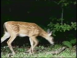 Natural Cycles: Circadian Rhythms Instructional Video