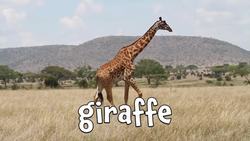 Herbivores! Learning Herbivore Animal Names for Kids Instructional Video