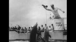 United States, c.1951: A train feeds and teaches dolphins tricks as a crowd watches Stock Footage