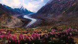 Beautiful landscpe of Drang-Drung Glacier with Beautiful landscpe  of Drang-Drung Glacier with flowers in the wind, Mountain glacier on zanskar road at Himalaya Range, Jammu and Kashmir, Ladakh India. Stock Footage