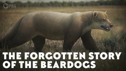 The Forgotten Story of the Beardogs Instructional Video
