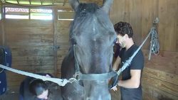 CLEAN : French artists bring centaurs to life at equestrian theatre News Clip