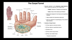 Anatomy & Contents of the Carpal Tunnel Instructional Video