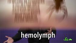 Why Do Spiders Curl Up When They Die? Instructional Video