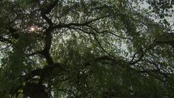 Budding leaves and trees at a Botanical Gardens in the sunshine News Clip