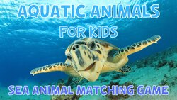Aquatic Animals And Game For Kids Instructional Video