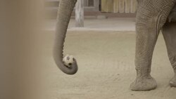 Elephants Rarely Get Cancer! Here’s Why, According to Science Instructional Video
