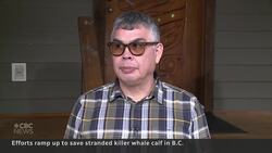 Complex operation to rescue trapped orca could happen next week News Clip
