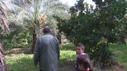 Red palm weevils threaten date farms News Clip