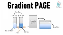 Gradient PAGE Polyacrylamide gel electrophoresis Instructional Video