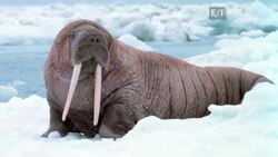 Are walrus at risk from climate change  News Clip