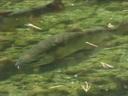 Investigating Earth's Natural Resources: What Is a Natural Resource? Instructional Video