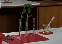 Water Uptake in Plants Instructional Video