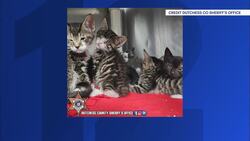 Dutchess County Sheriff's Office rescues 90 cats living in disarray News Clip
