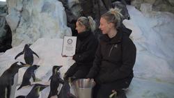Oldest living penguin in captivity Instructional Video