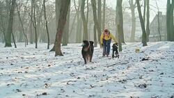 The happy, attractive 50-years-old senior woman playing with dogs in the park in the sunny winter day Stock Footage