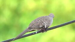 Dove standing on power line Stock Footage
