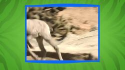 This Little Lamb Everyone Calls Esther Has Her Keepers Laughing! Instructional Video