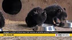 Unusual number of black bear cub rescues at wildlife society in Smithers News Clip