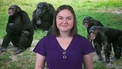 The Intelligence of Dolphins: A Deep Dive Instructional Video