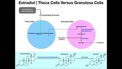 Estradiol Synthesis Theca Cells & Granulosa Cells Instructional Video