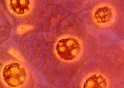 Cytoplasm Instructional Video