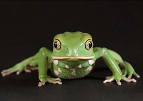 Waxy Monkey Frog