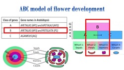 ABC Model for Flower Development (arabidopsis thaliana) Instructional Video