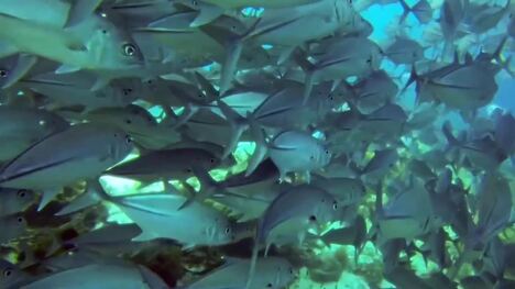 Fish: Schooling and Shoaling