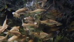 freshwater fish Stock Footage