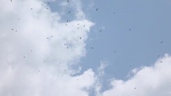 Super slow motion Bird in the sky Stock Footage