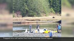 Baby orca swims free after weeks trapped in B.C. lagoon News Clip