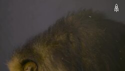 Zawadi the lion, king of the African savannah Instructional Video