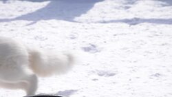 I WONDER - How Do Animals Adapt Throughout Their Life Cycle? Instructional Video