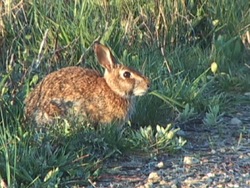 Cadenas alimenticias Instructional Video