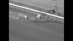 Match horse race between racehorses "Nashua" and "Swaps" at Washington Park Race Track in Chicago News Clip
